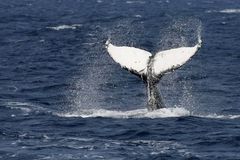 Velryby žijí přes 100 let. Dokazuje to úlomek zbraně