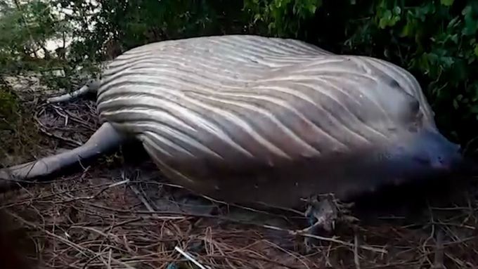 Nečekaný objev. U břehu řeky Amazonky vědci našli 11metrovou velrybu