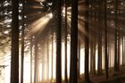 Jak hospodaří státní Lesy ČR? Špatně, napovídá tabulka