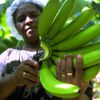 Pěstování banánů