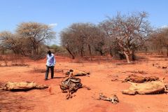 Drolící se půda a rekordní sucho. V Keni žízní uhynuly stovky divokých zvířat