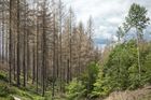 Lesy se kvůli kůrovci vrátí k normálu za tři až pět let, odhadl Toman