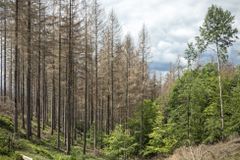 Lesy se kvůli kůrovci vrátí k normálu za tři až pět let, odhadl Toman