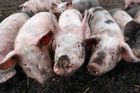 Veterináři hledají osm tun masa z Belgie. Je závadné