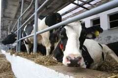 Méně mléka, více peněz. Čeští producenti sníží výrobu o tisíce tun, dostanou za to peníze z EU