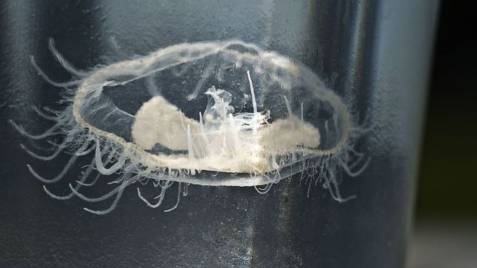 Medusa from Hlučín
