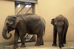 Politik zuří kvůli homosexuálnímu slonovi