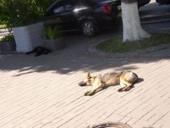 Shon před fotbalovým šampionátem a politické spory nechávají početnou armádu kyjevských toulavých psů v klidu...