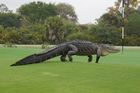 VIDEO Po golfovém hřišti se procházel čtyřmetrový aligátor