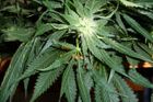 Policie odhalila muže, kteří pěstovali a prodávali marihuanu. Mohli si přijít až na 8 milionů korun
