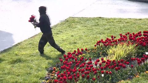 Romantičtí výtržníci? Trojice ničila záhony v parku, aby si natrhala tulipány