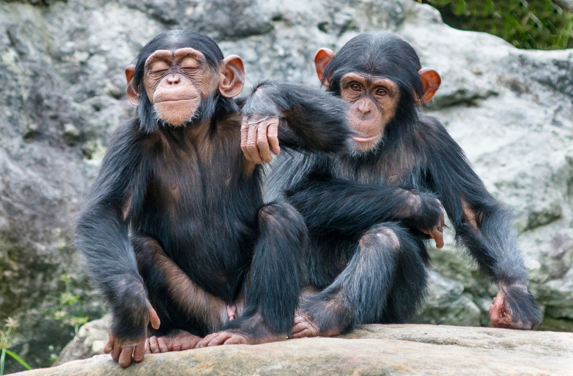 Šimpanzí mláďata, ilustrační foto