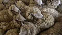 Střihači ovcí