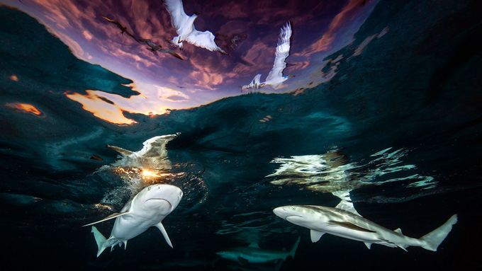 Nejlepší světové fotky pod hladinou: od tance žraloků až po tajemné vraky
