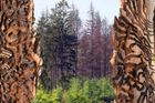 Kůrovcová kalamita: Napadeného dřeva je na Šumavě výrazně víc než v minulých letech