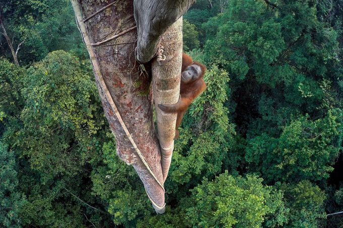 Wildlife Photographer of the Year – vítězné snímky – Tim Laman