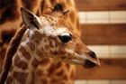 Krátce po Novém roce přivítala zoologická zahrada v Liberci novorozenou samičku žirafy Rothschildovy, která dostala jméno Arusha. Její matkou je samice Twiga a otcem samec Mike. V tomto roce očekává liberecká zoo ještě další dvě žirafy.