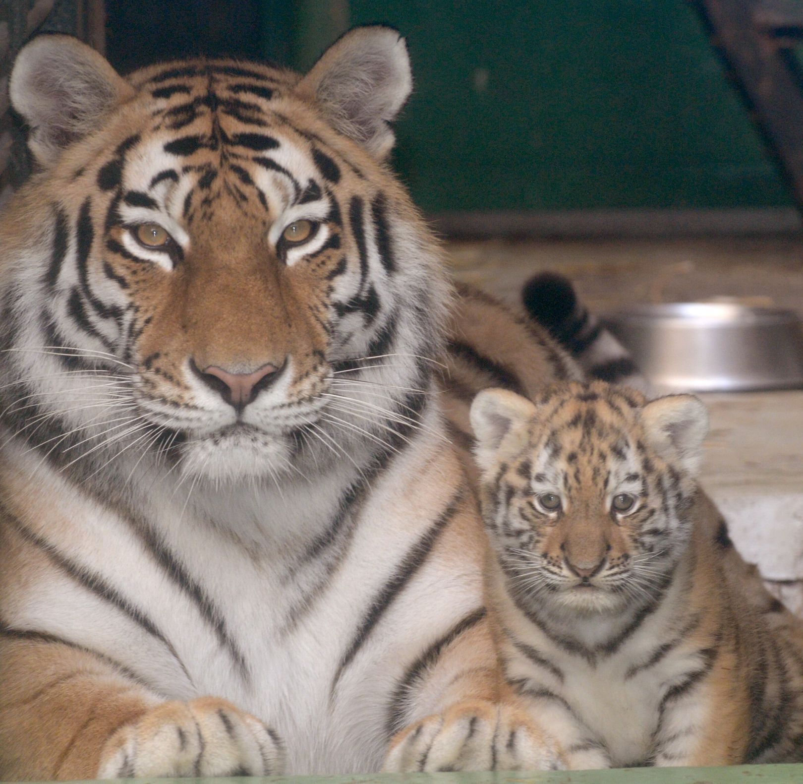 Tygři usurijští v olomoucké zoo