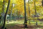 Šebesta pomáhá lesníkům proti novému národnímu parku