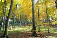Lesy ČR vyslyšely kritiku a mění pravidla tendru
