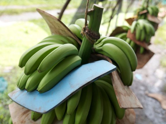 Boj za férové banány
