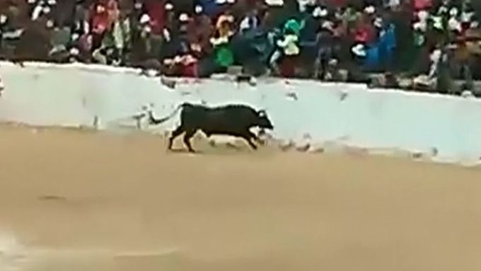 Nejméně čtyři lidi zranil býk, který při koridě v peruánském městě Taraco přeskočil bariéru a hnal se mezi diváky. Ti předtím býka provokovali házením piva.
