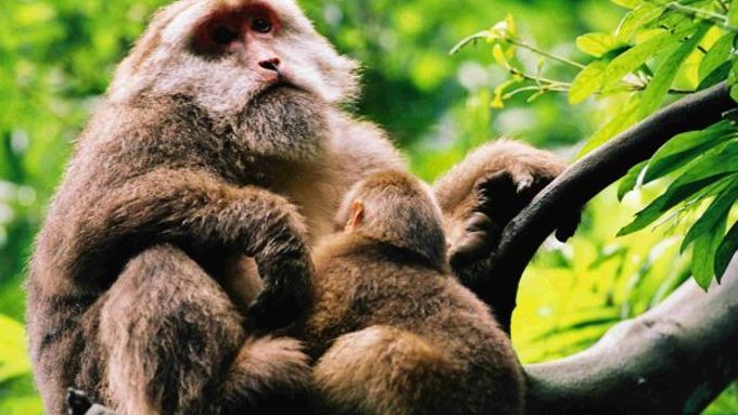 Makakové uprchli z opičí polepšovny.