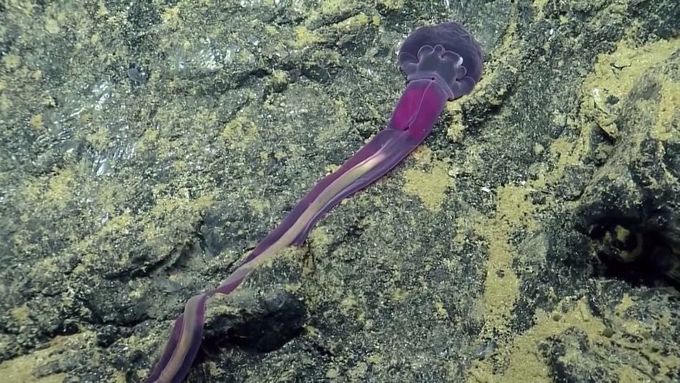 VIDEO Průzkumníci zachytili unikátní mořské tvory