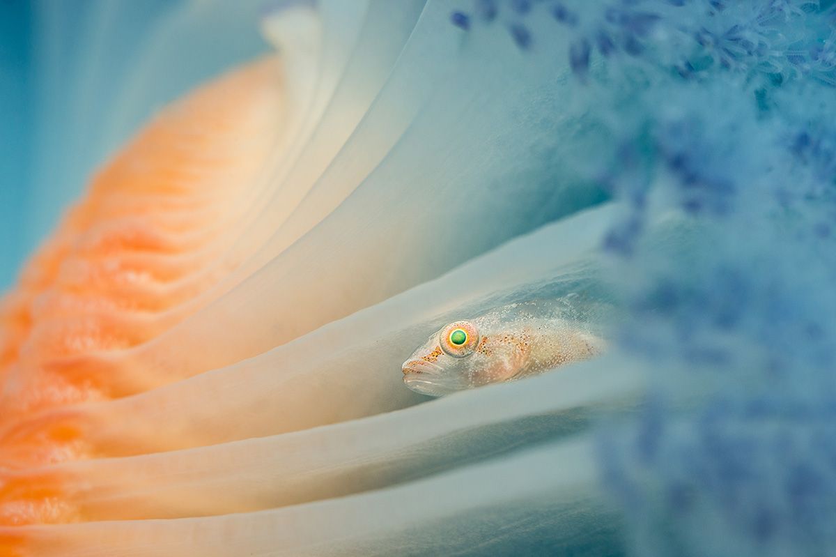 Underwater Photographer of the Year 2017: Vítězové soutěže