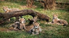 zoo praha gepard