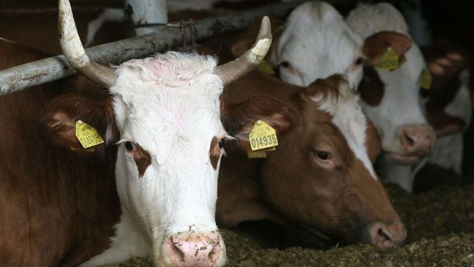 Krávy, stejně jako auta, vypouštějí CO2. Majitel by tak za ně měl zaplatit daň.