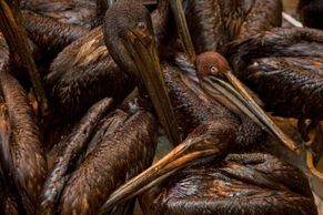 Obrazem: Záchrana pelikánů v Mexickém zálivu