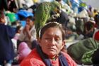 Žena krmí z temene své hlavy papouška během demonstrace původních obyvatel Bolivie, kteří bojují proti zamýšlené stavbě dálnice, jež by měla vést přes jejich území.