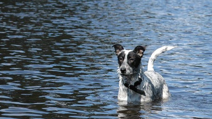 Pes ve vodě. Ilustrační foto