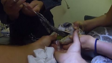 Video: Želvu málem zabil igelitový sáček. Veterináři jí ho vytáhli z jícnu