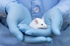 Testy kosmetiky na zvířatech? EU chce rozšířit zákaz do celého světa, tlačí i na Čínu
