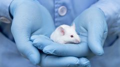 Testování na zvířatech, laboratorní myš, testování kosmetiky.