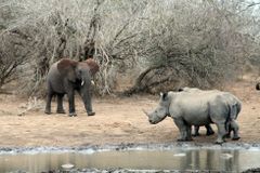 Vyšetřoval pytláky nosorožců, teď ho někdo zastřelil. Ochranáři v JAR mají strach