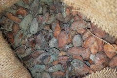 Do Česka mířilo 22 tun plesnivých kakaových bobů, neprošly ale kontrolou