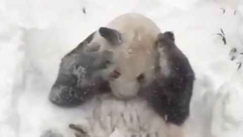 Podívejte se, jak si panda užívá nový sníh