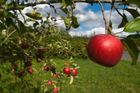 Jablka jsou nejdražší v historii, kilogram stojí přes 43 korun