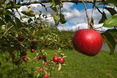 Úroda ovoce v Česku bude druhá nejnižší od roku 1990. Kvůli mrazům klesne o čtvrtinu
