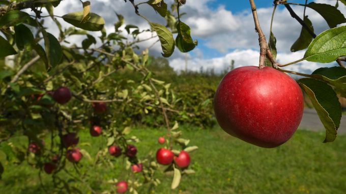 Jablek letos ovocnáři v Česku sklidí oproti loňsku o pětinu méně.
