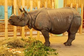 Dramatické stěhování vzácného nosorožce do plzeňské zoo