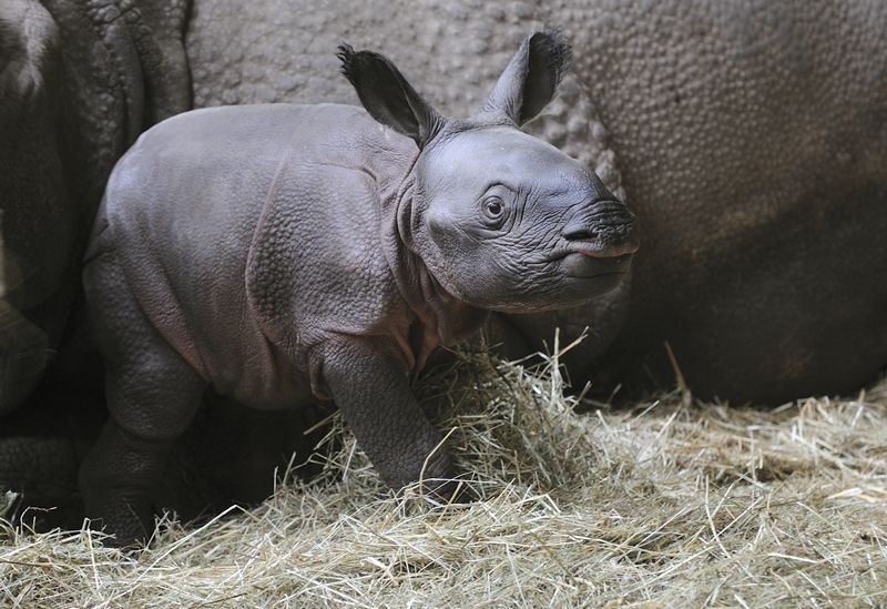 Novorozený nosorožec z Plzeňské Zoo