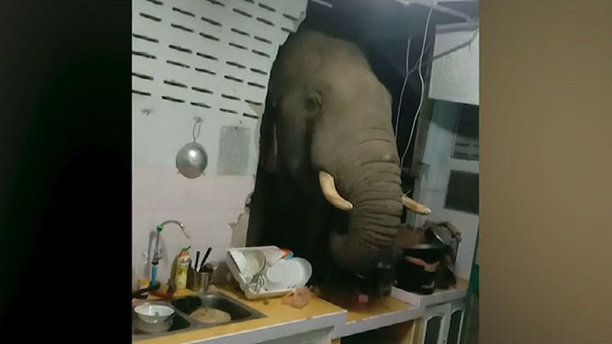 Hladový slon se proboural zdí rovnou do kuchyně, aby ukradl pytel rýže