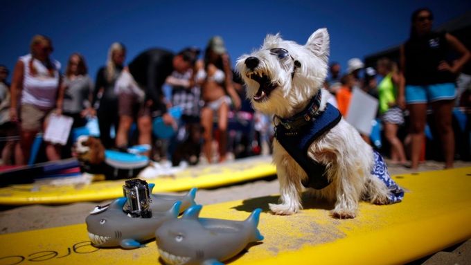Surfující psi na kalifornské pláži