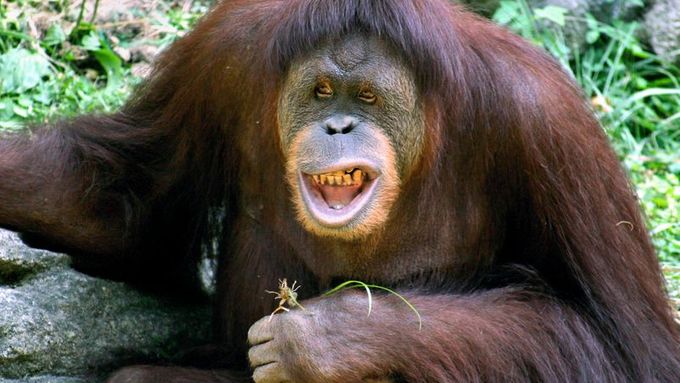 Nejbližší současný příbuzný vyhynulého gigantopitheca je pravděpodobně orangutan.