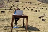Desetiletá italská dívka Fiammetta se účastní distanční on-line výuky, obklopená stádem koz. Školy byly uzavřeny kvůli omezením spojeným s koronavirem (březen 2021).
