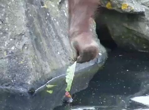 Orangutan zachraňuje ptáče